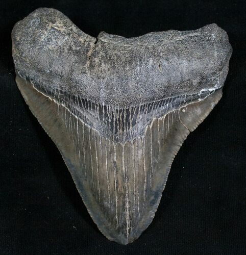 Megalodon Tooth - South Carolina River #8640
